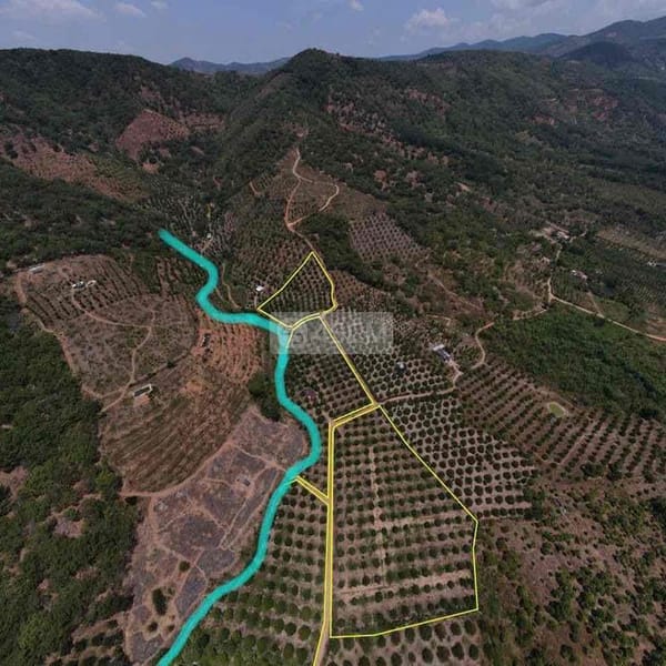 cần bán đất vườn sầu riêng dakai Bình Thuận, 70 tấn sầu/ năm - Đất đai 0