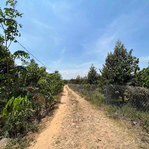 cần bán đất vườn sầu riêng dakai Bình Thuận, 70 tấn sầu/ năm - Đất đai 1