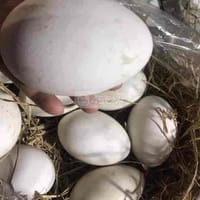 Trứng ngỗng vườn nhà nuôi - Thực phẩm
