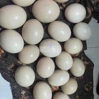 trứng đà điểu - Thực phẩm