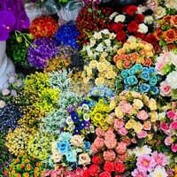 hoa lụa - Làm vườn