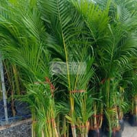 Cây Cau Vàng💚 Việt Nam ta❤, cây to💙 - Làm vườn