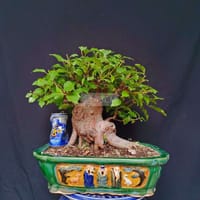 Cây Sung bonsai phong thủy cao 30cm - Làm vườn