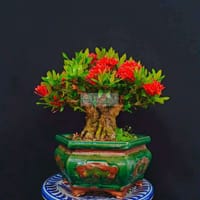 Cây Trang bonsai để bàn cao 25cm - Làm vườn