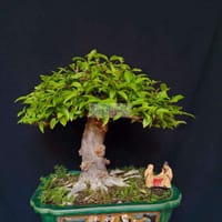 Cây Mai Chiếu Thủy bonsai cao 40cm - Làm vườn