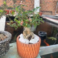 hồng ngọc mai bonsai - Làm vườn