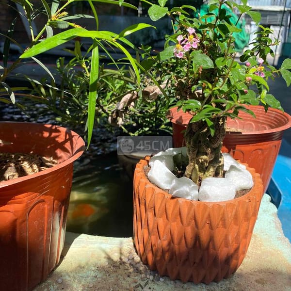 hồng ngọc mai bonsai - Làm vườn 4