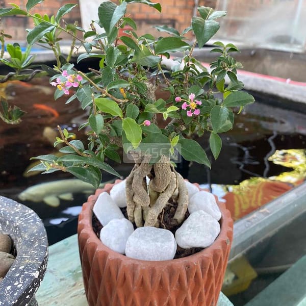 hồng ngọc mai bonsai - Làm vườn 1