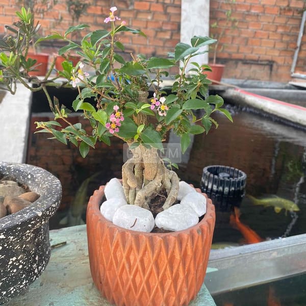 hồng ngọc mai bonsai - Làm vườn 0