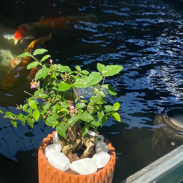 hồng ngọc mai bonsai - Làm vườn 2