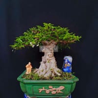 Cây Mai Chiếu Thủy bonsai cao 35cm - Làm vườn