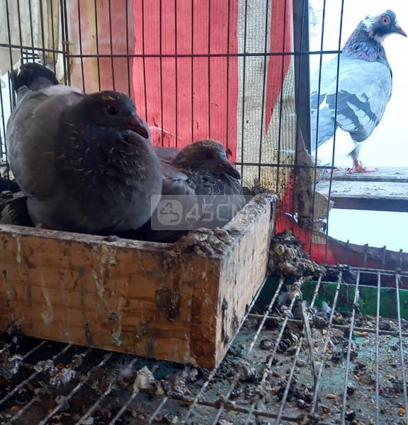Bán cặp chim bồ câu ra ràng mới tập ăn - Chim bồ câu 3
