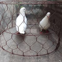 Bồ câu gà sinh sản - Chim bồ câu