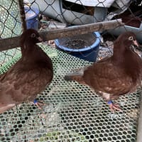 Bồ câu Mondai đỏ - Chim bồ câu