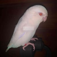 Vẹt Parrotlet màu trắng mắt đỏ, trống 6 tháng tuổi - Vẹt