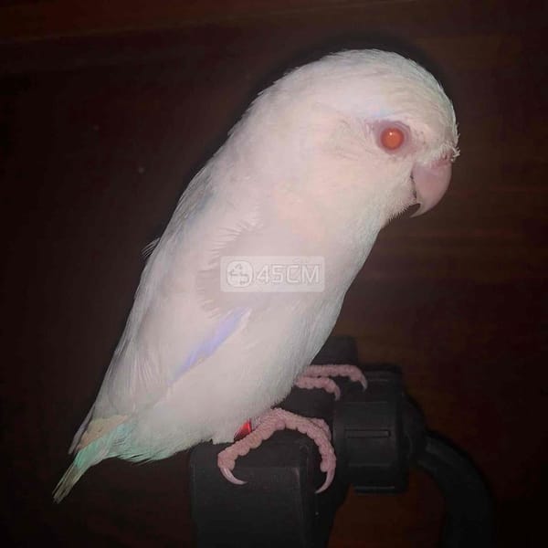 Vẹt Parrotlet màu trắng mắt đỏ, trống 6 tháng tuổi - Vẹt 0