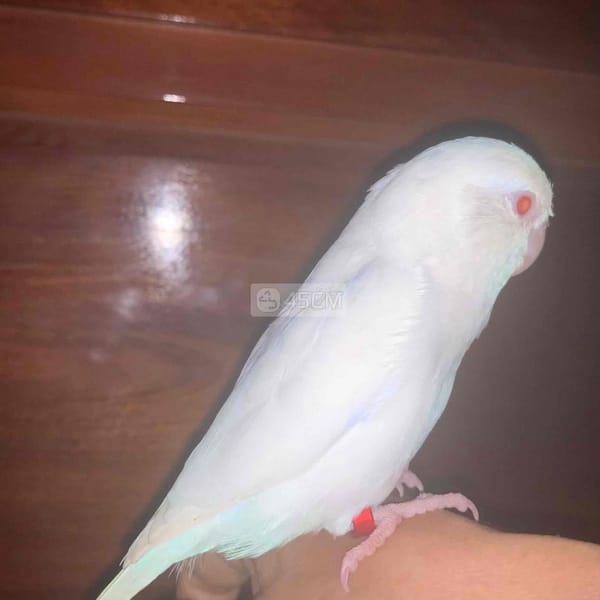 Vẹt Parrotlet màu trắng mắt đỏ, trống 6 tháng tuổi - Vẹt 2
