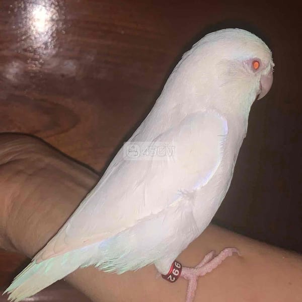 Vẹt Parrotlet màu trắng mắt đỏ, trống 6 tháng tuổi - Vẹt 3