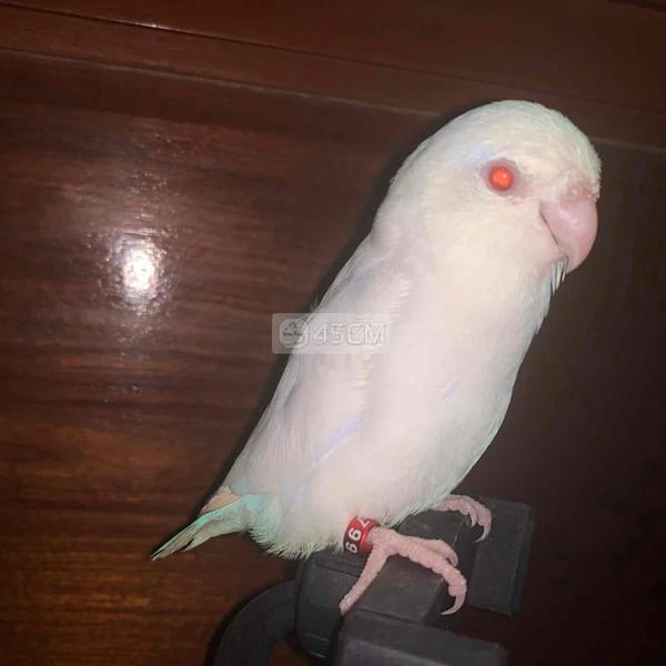 Vẹt Parrotlet màu trắng mắt đỏ, trống 6 tháng tuổi - Vẹt 1