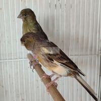 chim Mái harlequin sinh sản - Chim sẻ