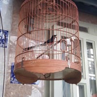Chim vs lòng - Chim sẻ