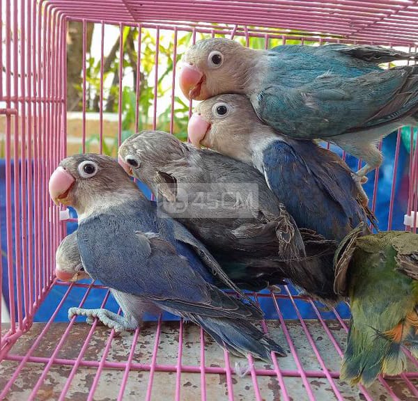 Vẹt lovebirds Tân Bình TPHCM - Vẹt 0