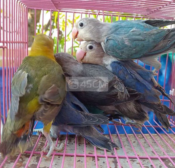 Vẹt lovebirds Tân Bình TPHCM - Vẹt 1