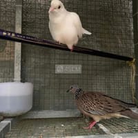 Chim Cu gáy + Cu Pháp - Chim cúc cu