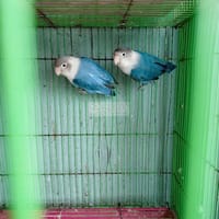Cặp lovebirds xanh blue ss 1 lứa - Vẹt