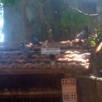 Bồ câu nhà nuôi - Chim bồ câu