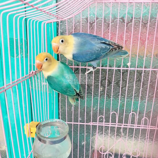 Cặp vet lovebirds euwing đầu vàng sinh sản ms98 - Vẹt 1