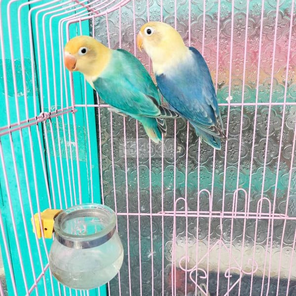 Cặp vet lovebirds euwing đầu vàng sinh sản ms98 - Vẹt 0