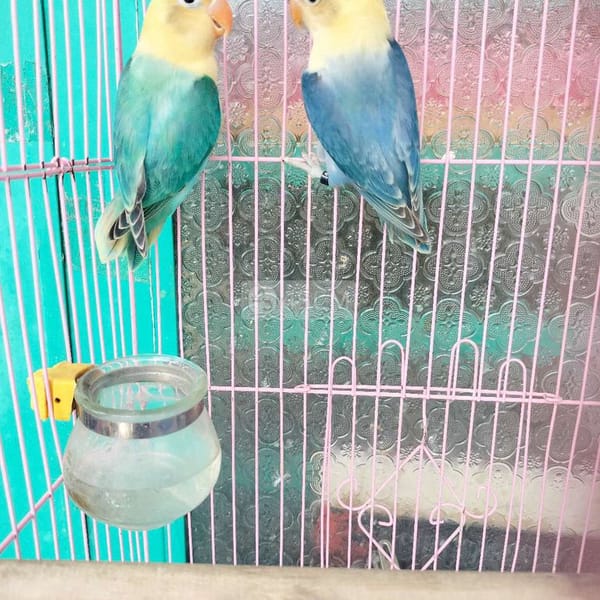 Cặp vet lovebirds euwing đầu vàng sinh sản ms98 - Vẹt 2