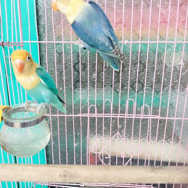 Cặp vet lovebirds euwing đầu vàng sinh sản ms98 - Vẹt 3