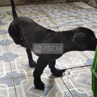 Lạp xưởng chân ngắn đen tuyền - Chó Dachshund (chó lạp xưởng)