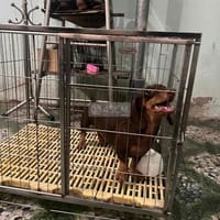 bé lạp xưởng nâu thuần chủng - Chó Dachshund (chó lạp xưởng)