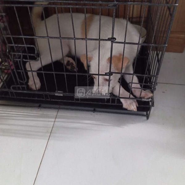 Không có thời gian nuôi cần tìm chủ mới - Chó Husky Sibir 1