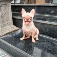 Bé gái mũi nâu đã sinh sản 1 lứa gen chocolate - Chó Chihuahua