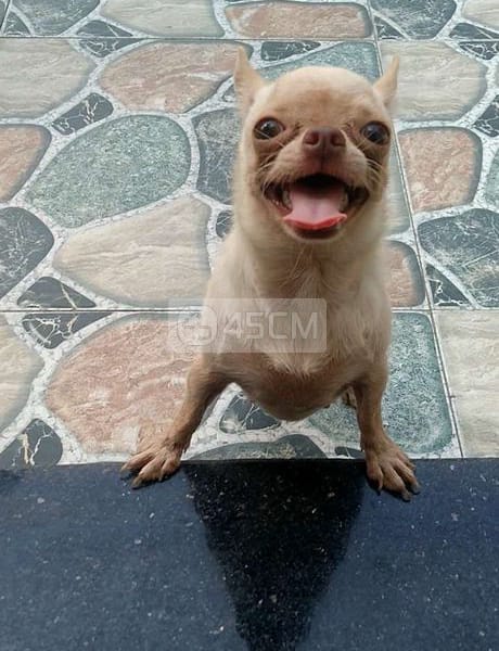 Bé gái mũi nâu đã sinh sản 1 lứa gen chocolate - Chó Chihuahua 2