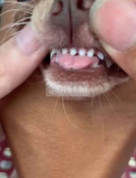 Bé gái mũi nâu đã sinh sản 1 lứa gen chocolate - Chó Chihuahua 4