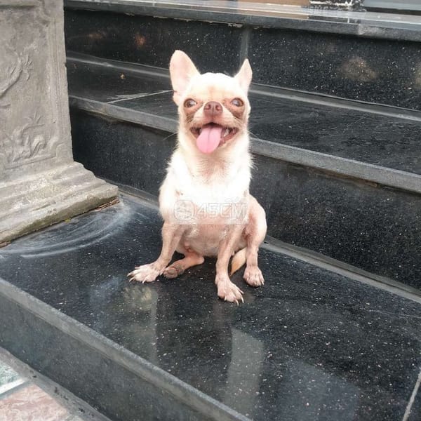Bé gái mũi nâu đã sinh sản 1 lứa gen chocolate - Chó Chihuahua 1