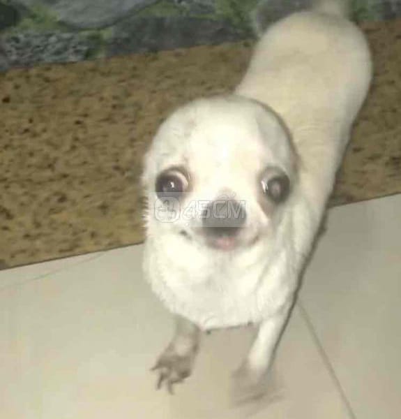 chihuahua - Chó Chihuahua 1