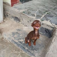 chó Phốc hươu socola cái dáng,mặt đẹp - Chó Samoyed