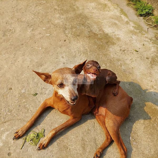 chó Phốc hươu socola cái dáng,mặt đẹp - Chó Samoyed 3