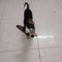 Chihuahua - Chó Chihuahua