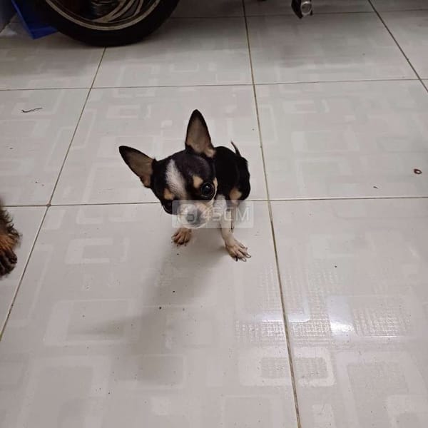 Chihuahua - Chó Chihuahua 2