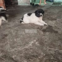 Chó Nhật một đực một cái 45 ngày tuổi - Chó Husky Sibir