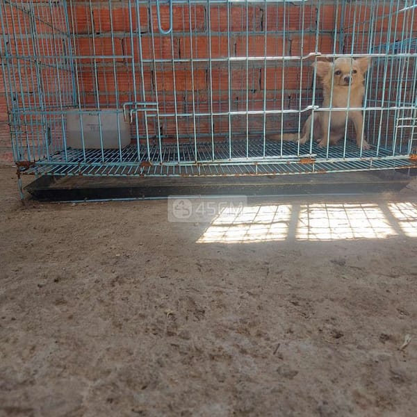 Chihuahua đực lông dài 9 tháng tuổi nặng 1kg mấy - Chó Chihuahua 2