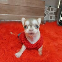 Chihuahua husky con gái - Chó Chihuahua