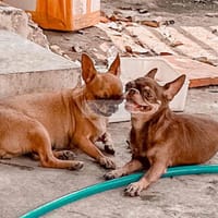 nhận phối giống khu vuc binh duong - Chó Chihuahua